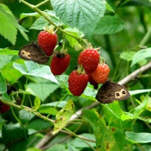 Raspberry (Red) Jaclyn - N