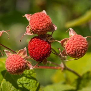 Raspberry (Red) Red Thimbleberry - N