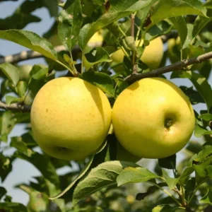 Apple Golden Delicious - N