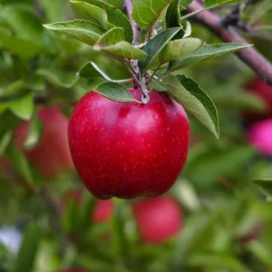 Apple Red Delicious - N