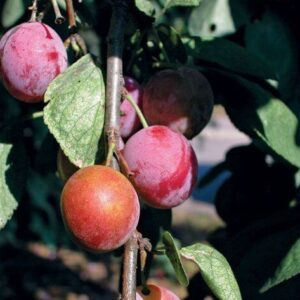 Plum Waneta - N