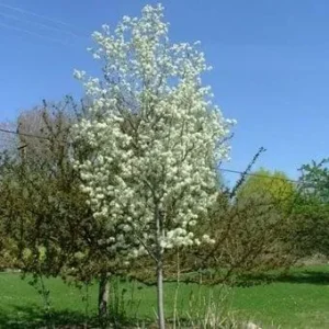 Allegheny Serviceberry Tree (Amelanchier laevis) -W