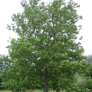 Sycamore (Platanus occidentalis) - W