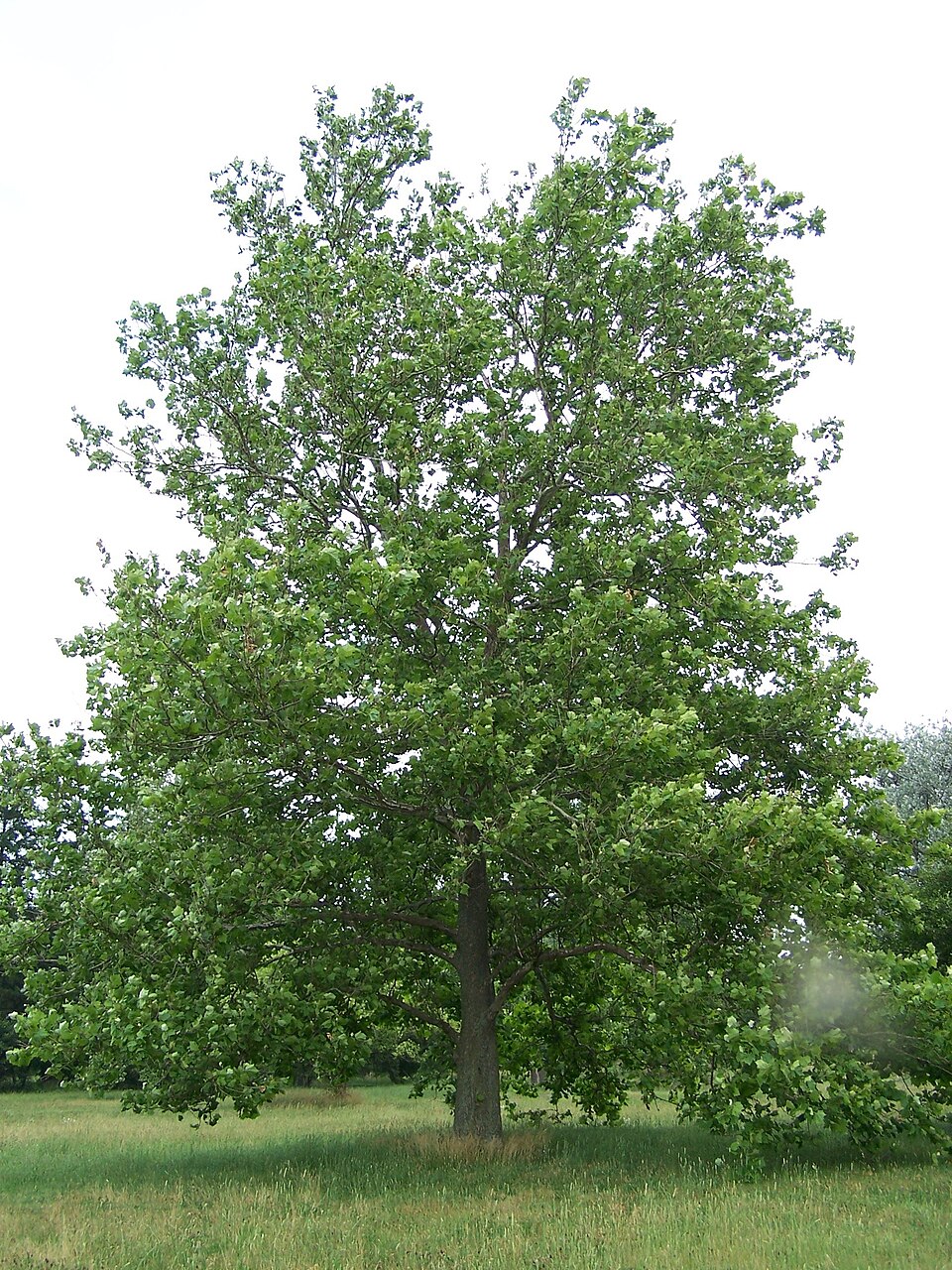 960px-Sycamore_Platanus_occidentalis