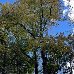 Persimmon (American) - W