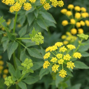 Golden Alexander (Zizea aurea)