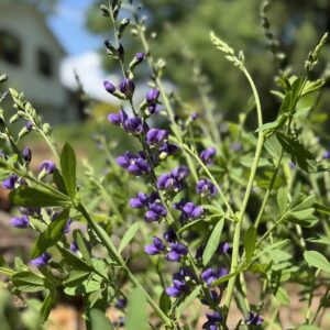 Blue False Indigo (Baptisia australis)