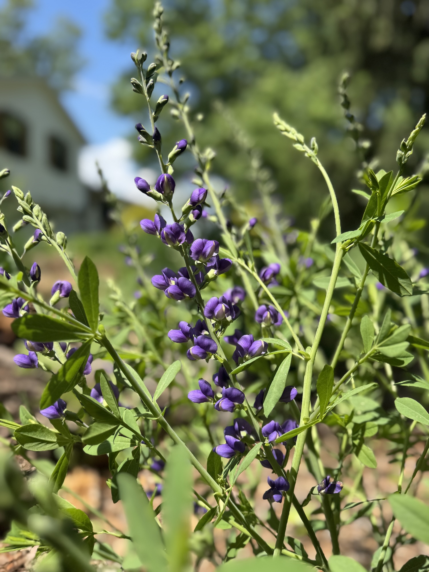 Blue false indigo 1