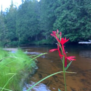 Cardinal Flower (Lobelia cardinalis)