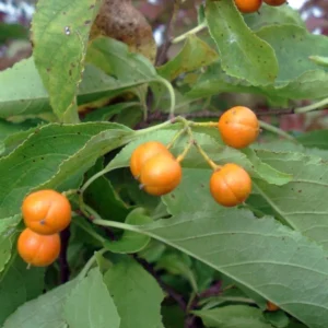 American Bittersweet (Celastrus scandens)