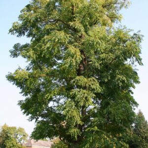 Kentucky Coffeetree (Gymnocladus dioicus)