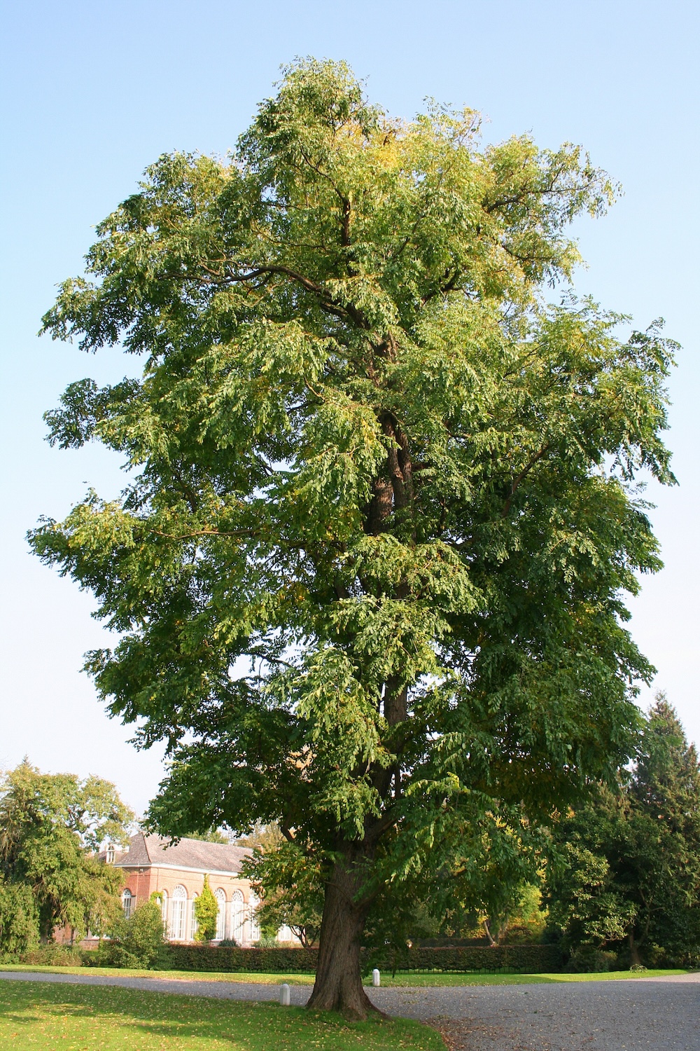 Gymnocladus_dioicus_JPG1a