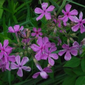 Prairie Phlox (Phlox pilosa)