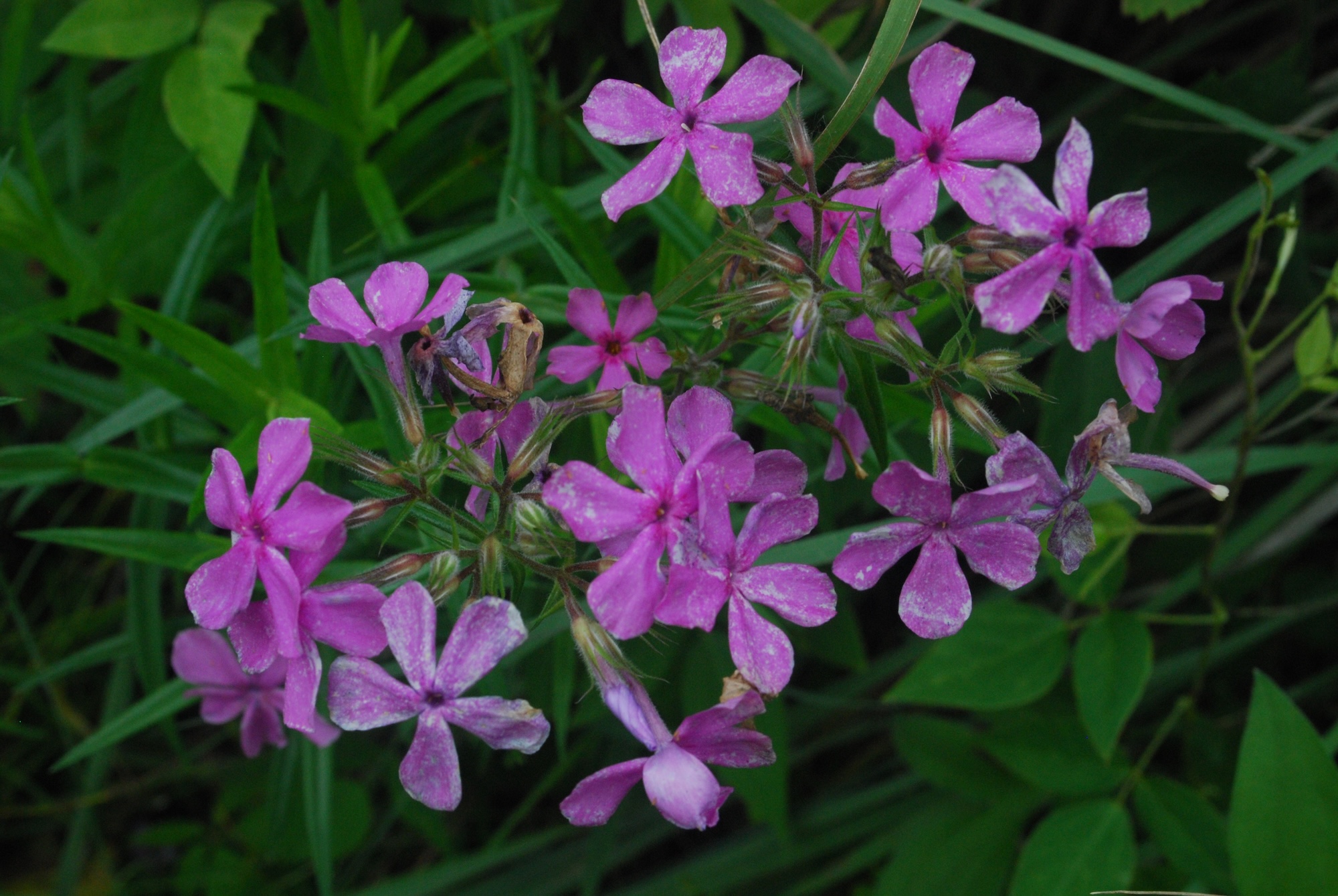 Prairie_Phlox_(Phlox_pilosa)