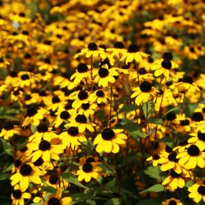 Showy Black-Eyed Susan (Rudbeckia fulgida)