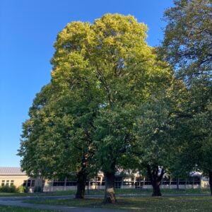 American Basswood (Tilia americana)