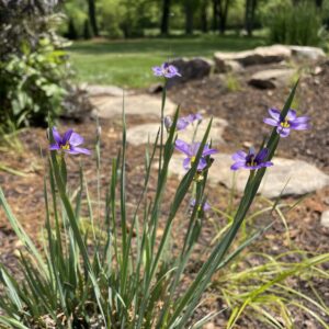 Blue-Eyed Grass (Sisyrinchium angustifolium)