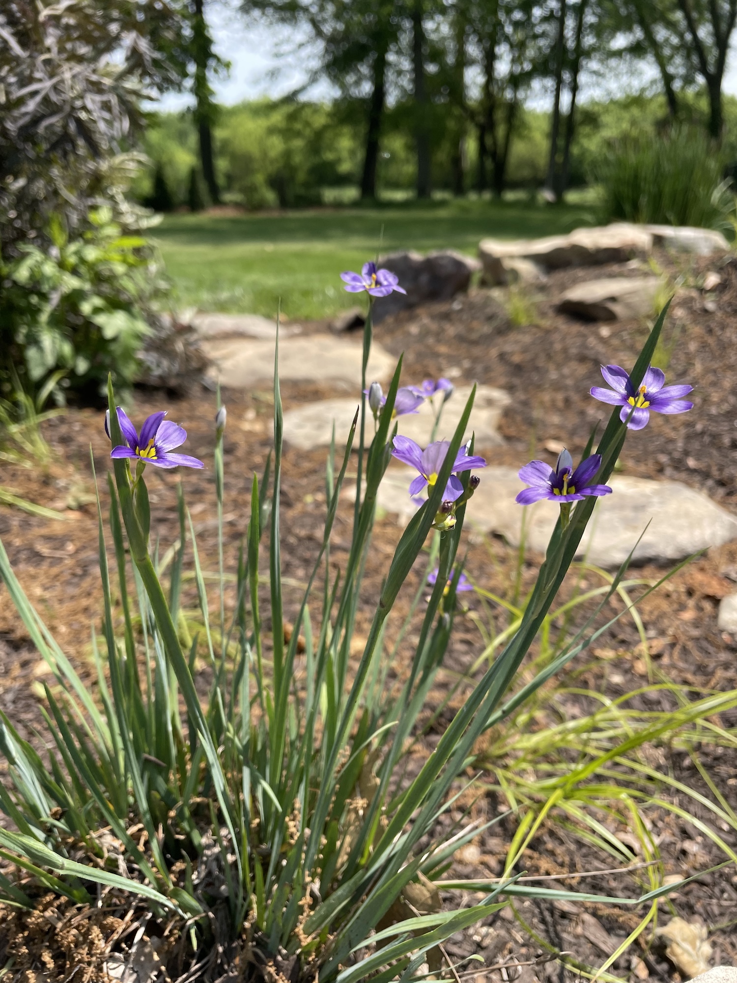 blue eyed grass