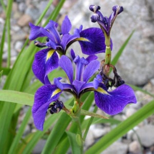 Blue Flag Iris (Iris virginica shrevei)