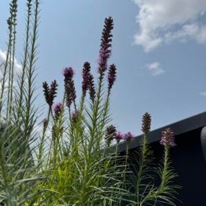 Dense Blazing Star (Liatris spicata)