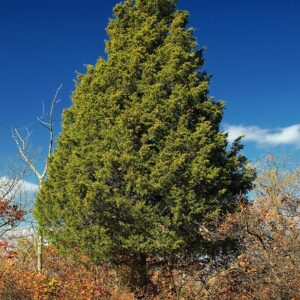 Eastern Red Cedar (Juniperus virginiana)
