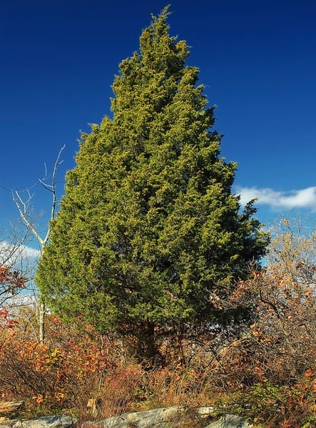 eastern red cedar 1