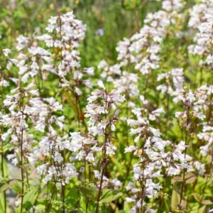 Foxglove Beardtongue (Penstemon digitalis)
