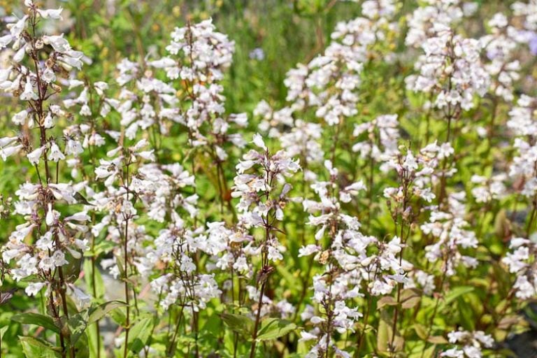 foxglove beardtongue 1