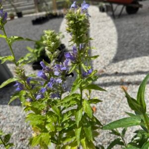 Great Blue Lobelia (Lobelia siphilitica)