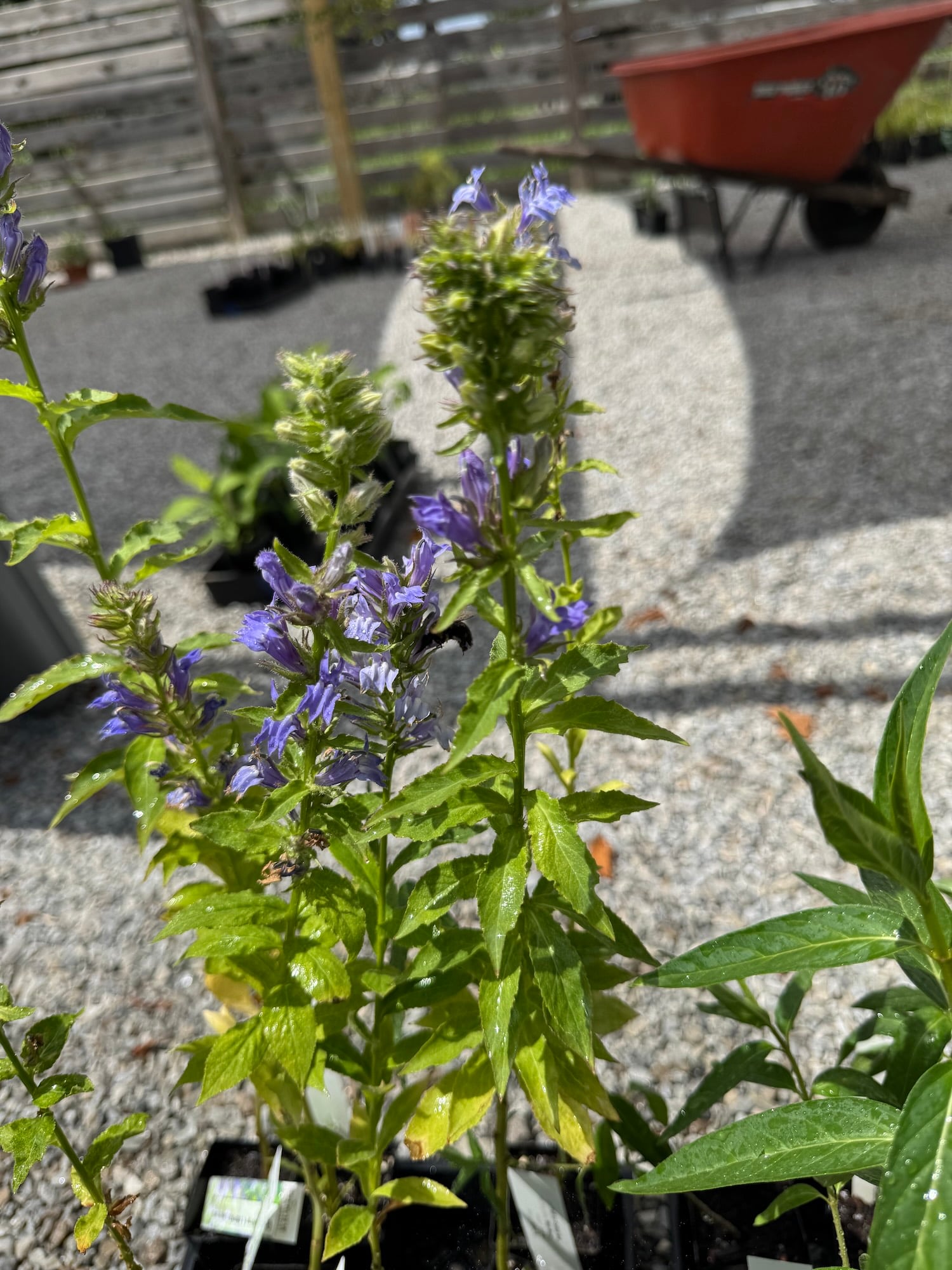 great blue lobelia 1
