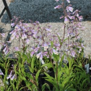 Hairy Beardtongue (Penstemon hirsutus)