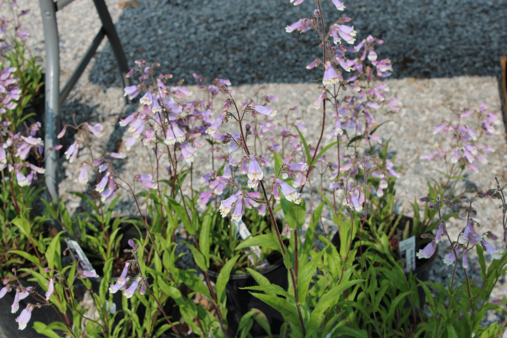 hairy beardtongue 1