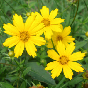 Lanceleaf Coreopsis (Coreopsis lanceolata)