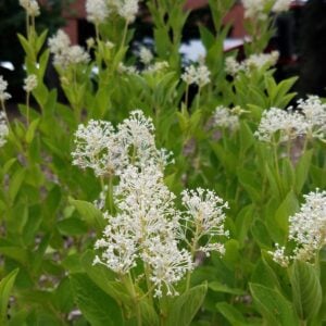 New Jersey Tea (Ceanothus americanus)