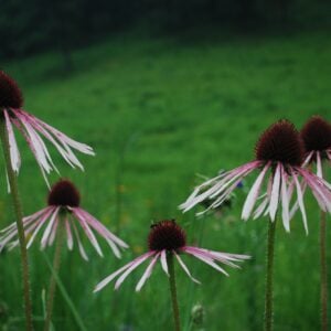 Pale Purple Coneflower (Echinacea pallida)