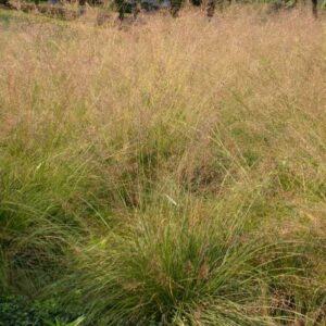Prairie Dropseed (Sporobolus heterolepis)