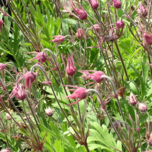 Prairie Smoke (Geum triflorum)
