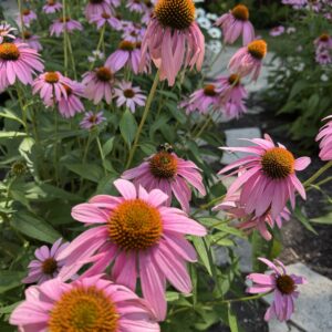 Purple Coneflower (Echinacea purpurea)