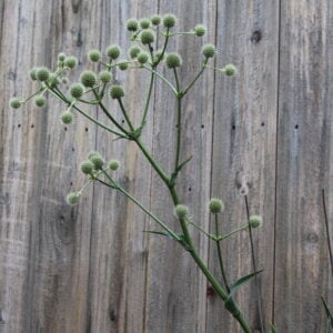 Rattlesnake Master (Eryngium yuccifolium)