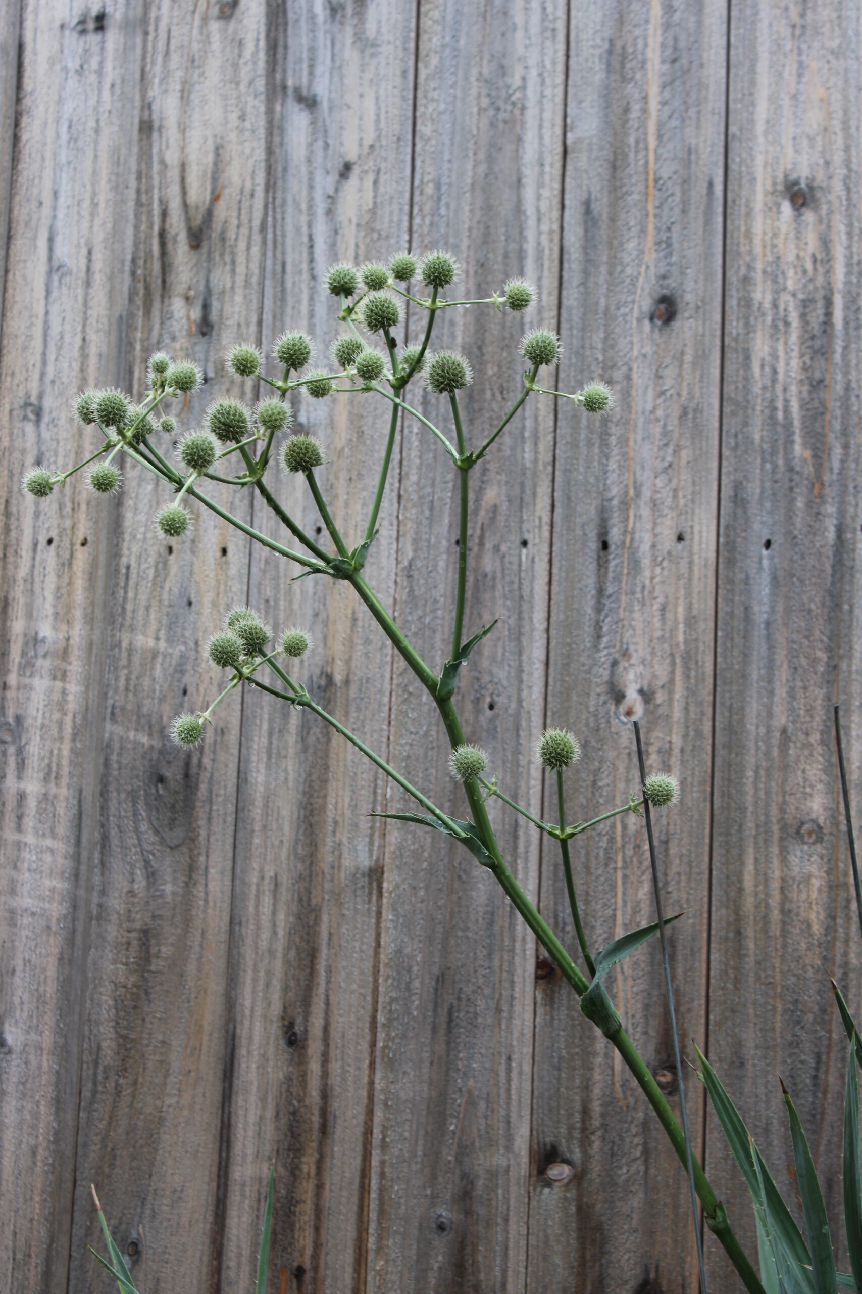 rattlesnake master 1
