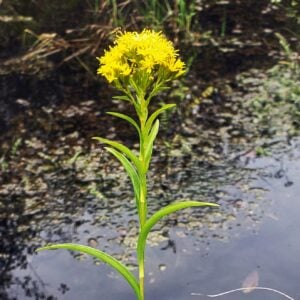 Ridell's Goldenrod (Oligoneuron riddellii)
