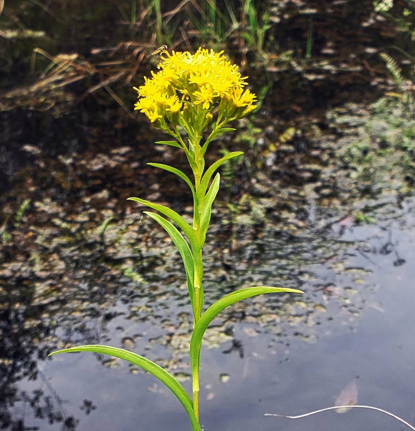 riddells goldenrod 1