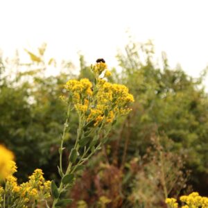 Stiff Goldenrod (Oligoneuron rigida)