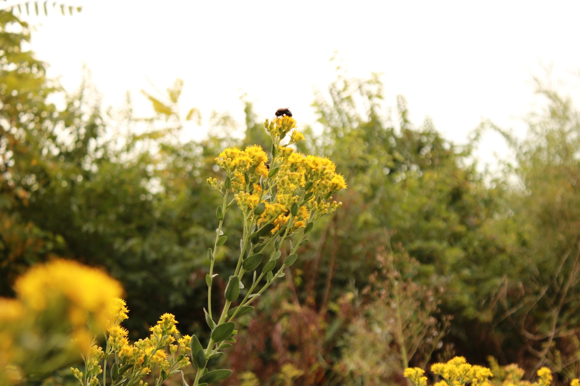 stiff goldenrod (Solidago rigida)(1)