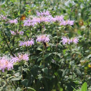 Wild Bergamot (Monarda fistulosa)