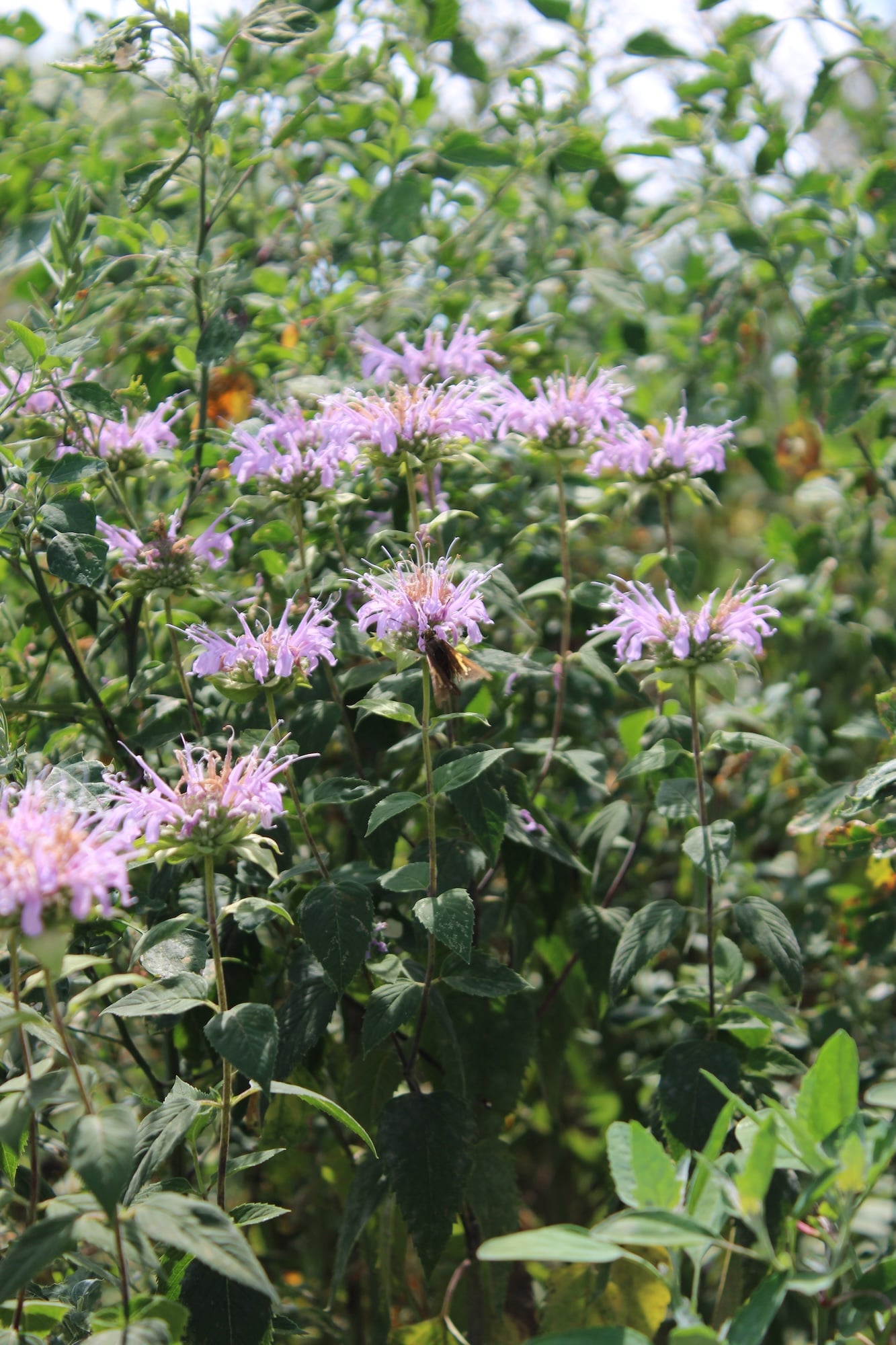 wild bergamot 1
