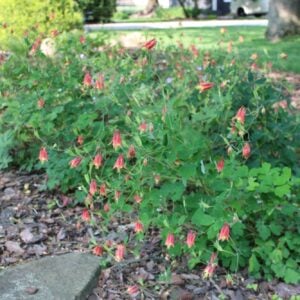 Columbine (Aquilegia canadensis)