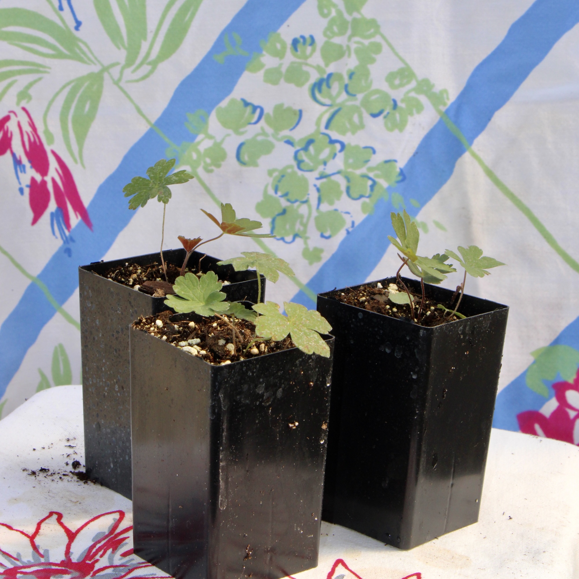 Wild Geranium (Geranium maculatum) – Riverview Native Nursery