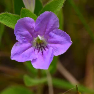 Wild Petunia (Ruellia humilis)