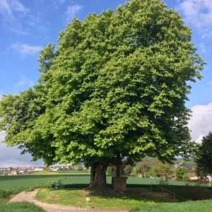 American Chestnut (Castanea dentata)